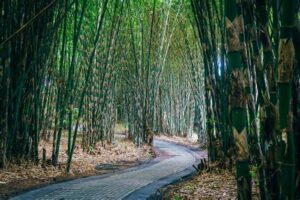 kebun bambu bali