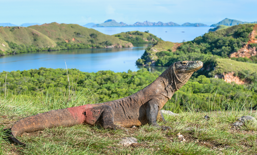 Komodo, salah satu icon wisata Labuan Bajo