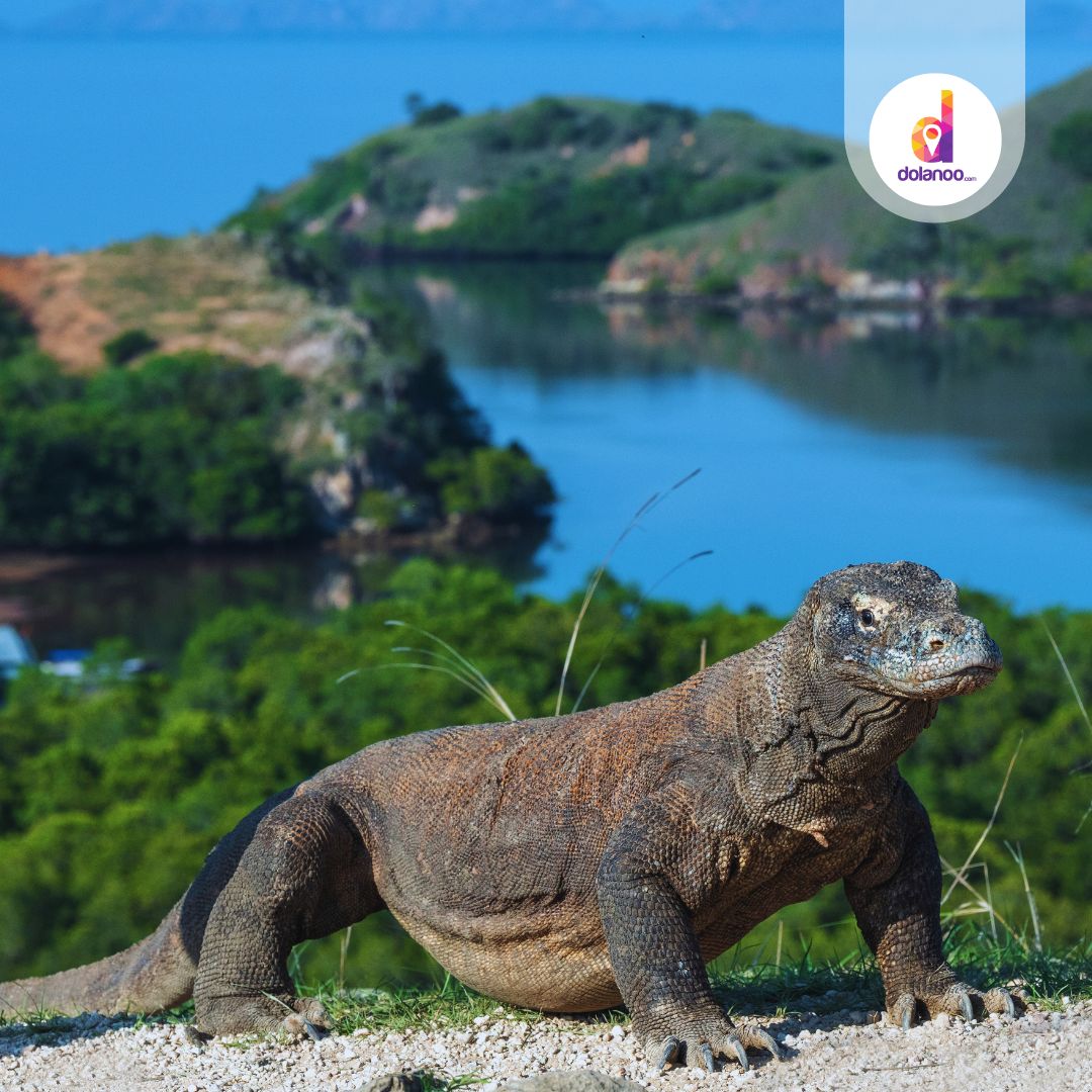 Loh Liang Pulau Komodo Rute, Harga Tiket, dan Tips Seru Buat Traveler Pemula