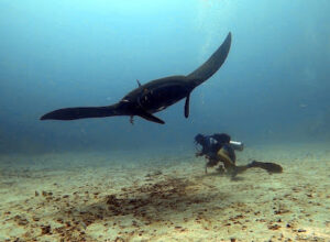 Manta Sandy