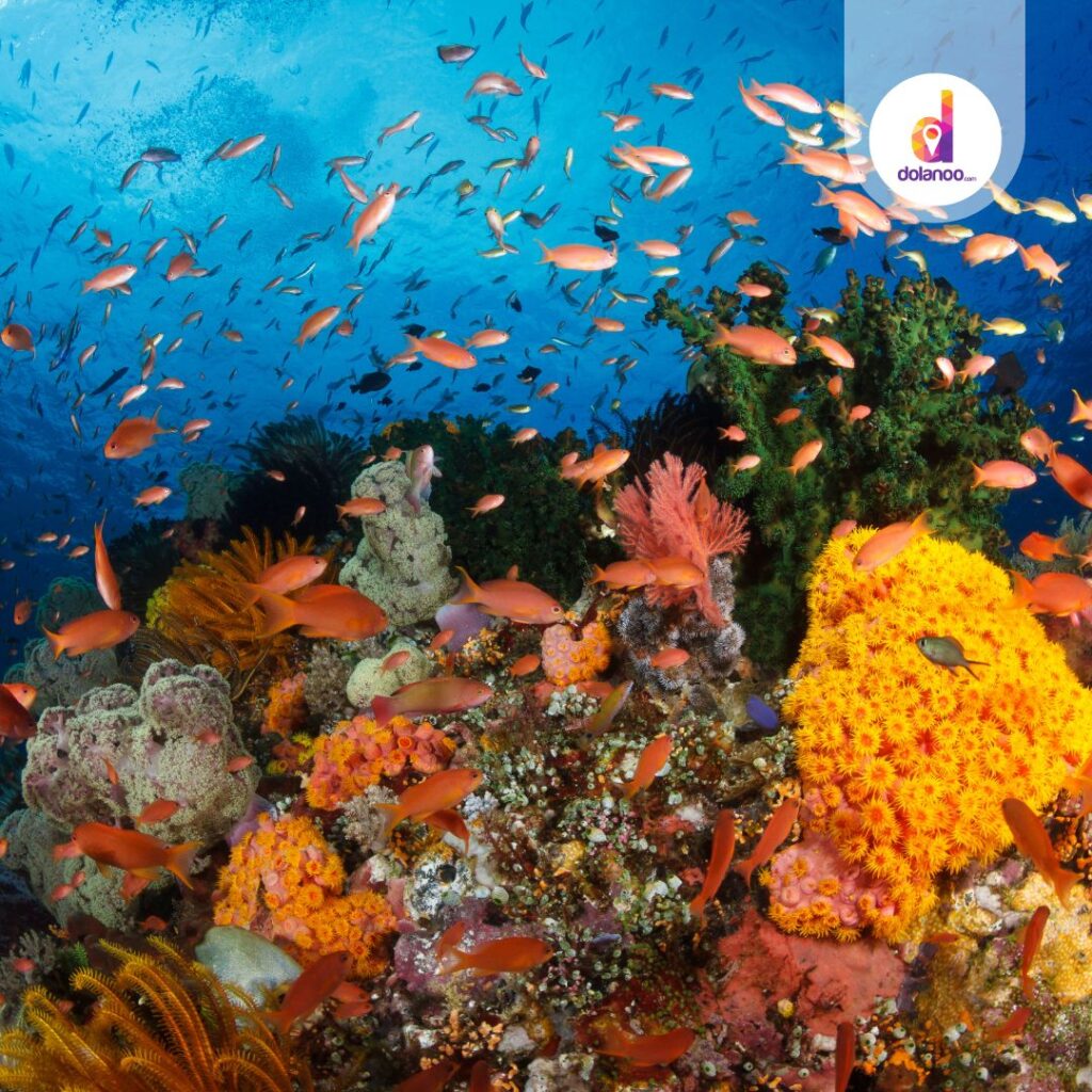 Rekomendasi Wisata Raja Ampat untuk Snorkeling