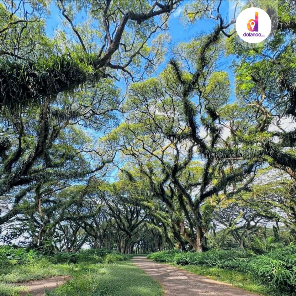 7 Aktivitas Seru yang Bisa Dilakukan di De Djawatan Forest