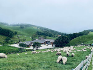 Daegwallyeong Sheep Farm
