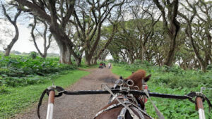 De Djawatan Forest by hikma