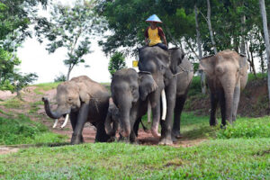 Way Kambas National Park